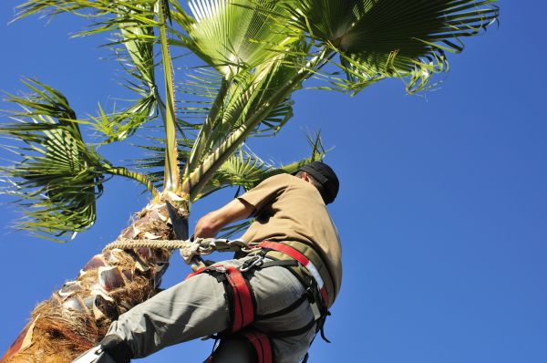 Cost of Palm Tree Trimming in Knoxville
