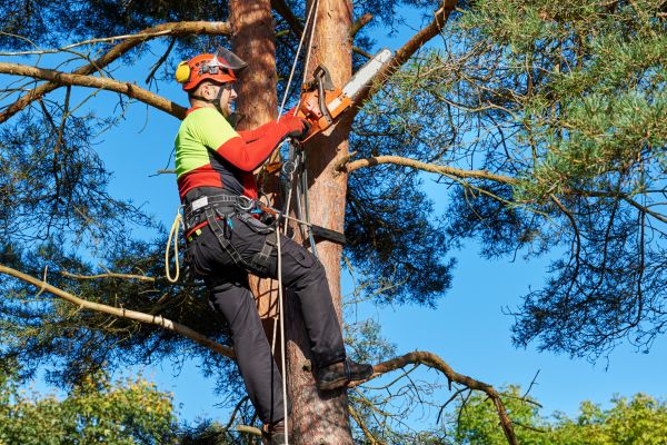 Cost of Tree Service in Knoxville