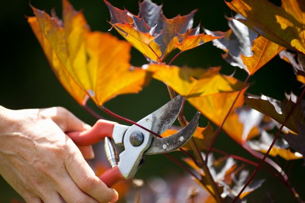 Cost of Maple Tree Pruning in Knoxville