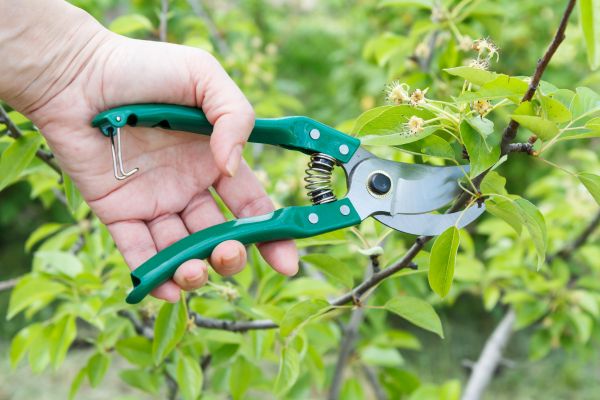 Cost of Pear Tree Pruning in Knoxville
