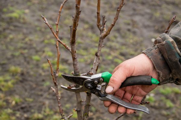 Cost of Pear Trees Pruning in Knoxville