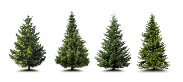 Cost of Pine Tree Trimming in Knoxville