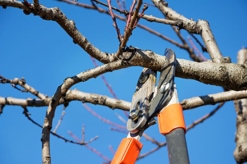 Oak Tree Pruning