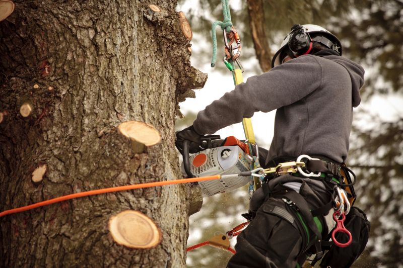 Arborist Using Safety Equipment