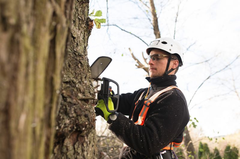 Arborist Climbing a Tree