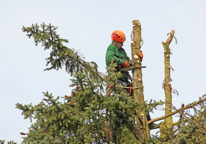 Young Tree Trimming