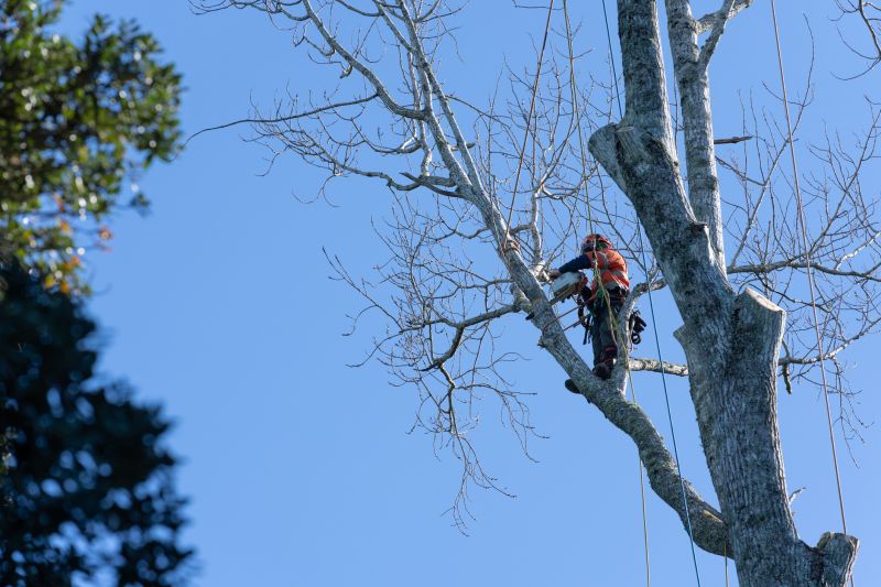 Year-Round Tree Care